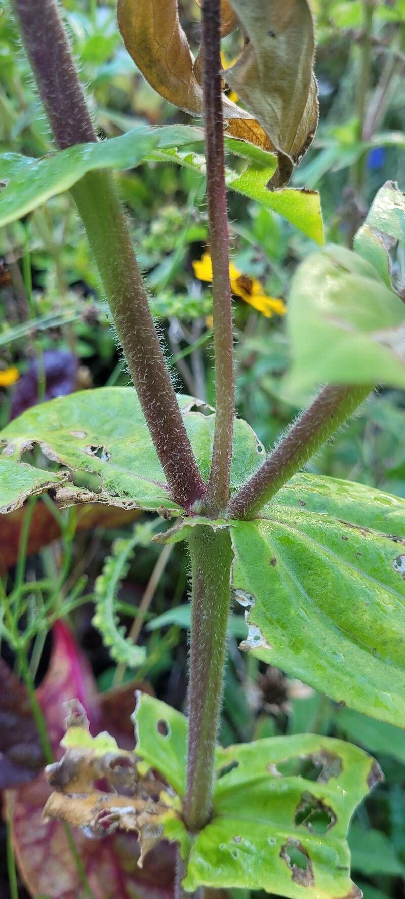 Zinnia haageana bark