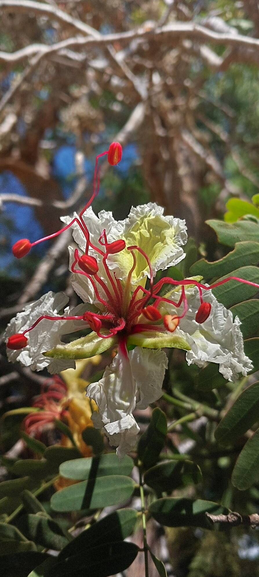 Delonix decaryi flower