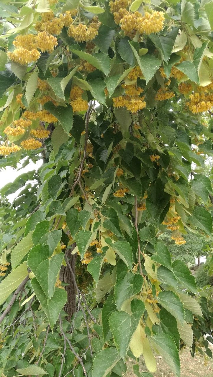 Tilia miqueliana leaf