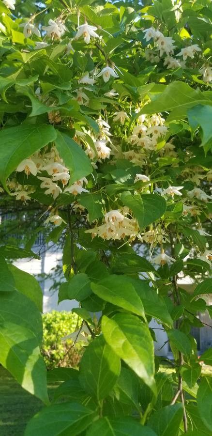Staphylea trifolia flower