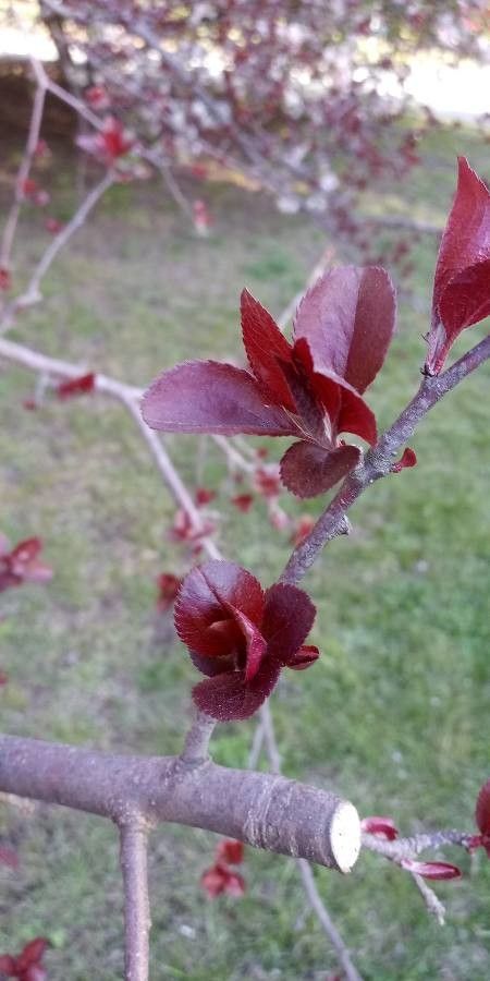 Malus × purpurea leaf