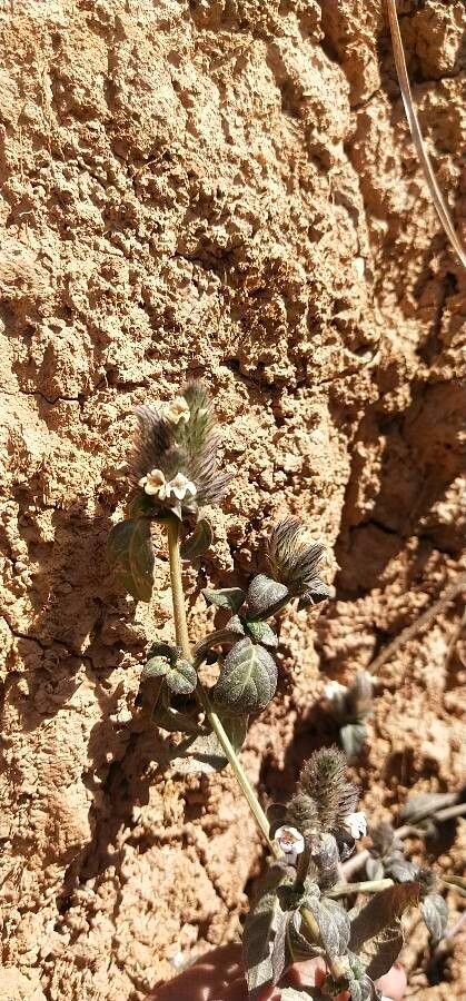 Lepidagathis incurva flower