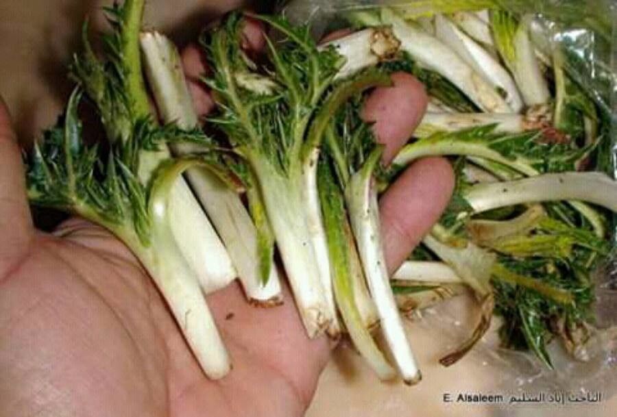 Gundelia tournefortii flower