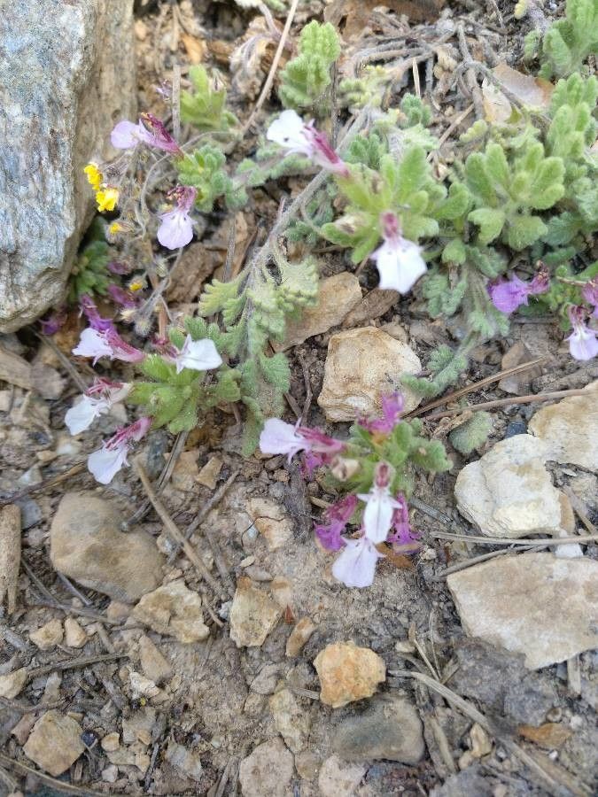 Teucrium rotundifolium flower