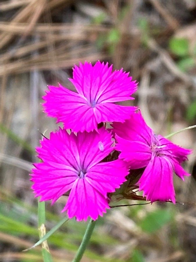 Dianthus balbisii flower