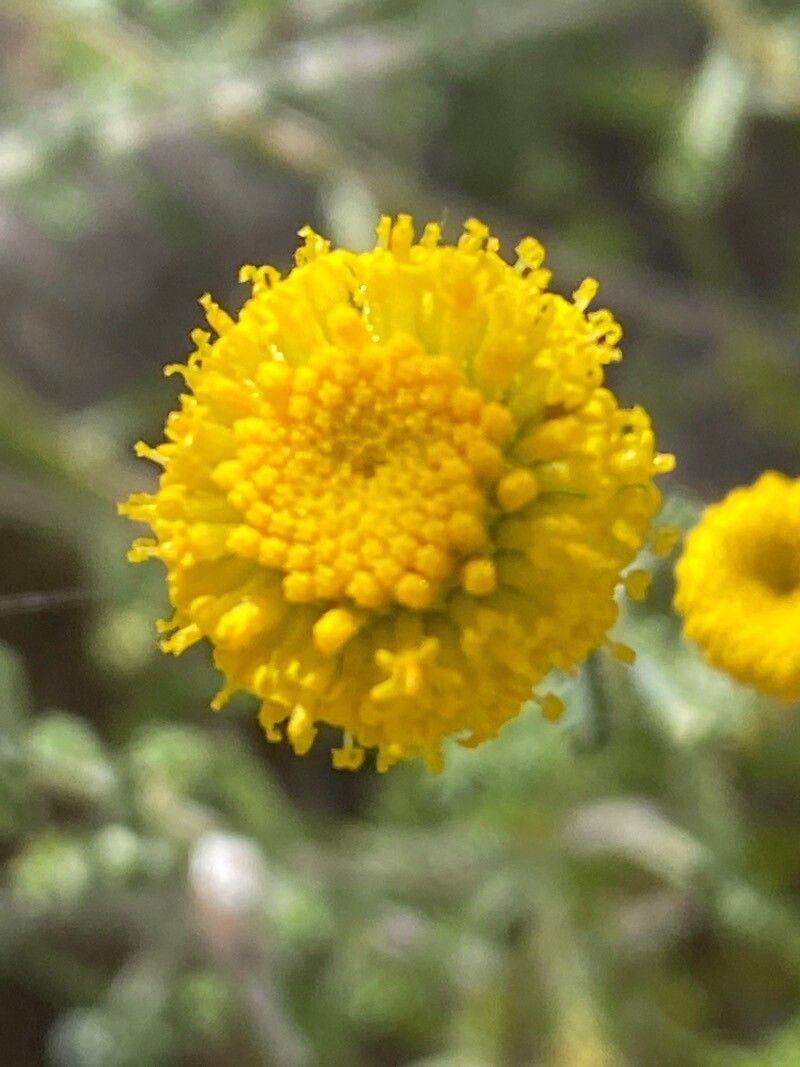 Santolina villosa flower