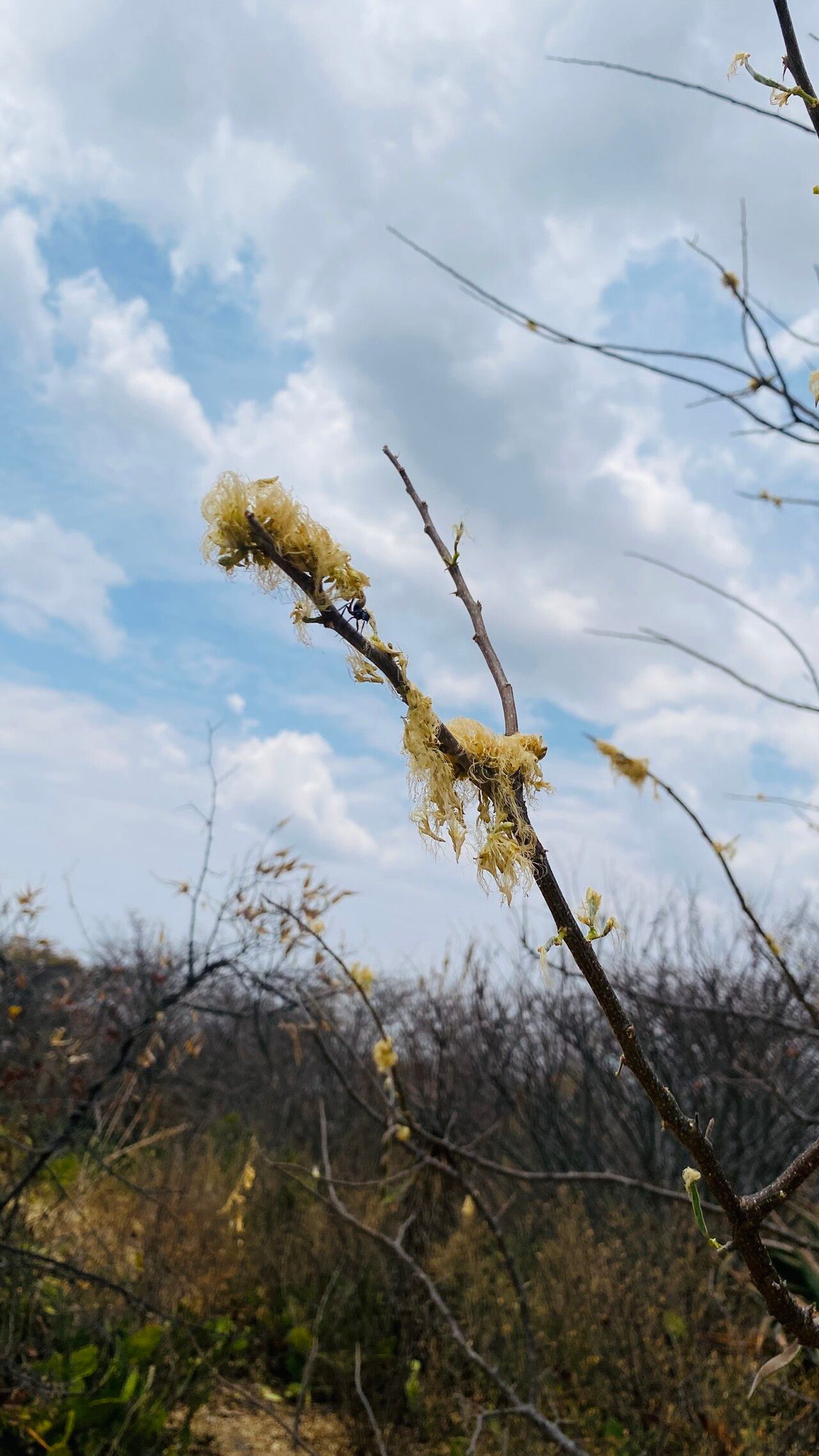 Albizia antunesiana flower