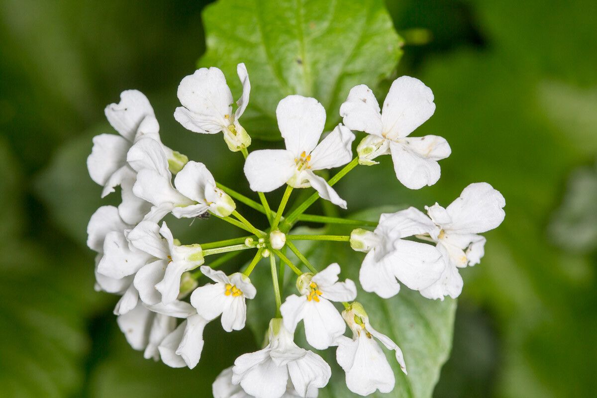 Thlaspi macrophyllum flower