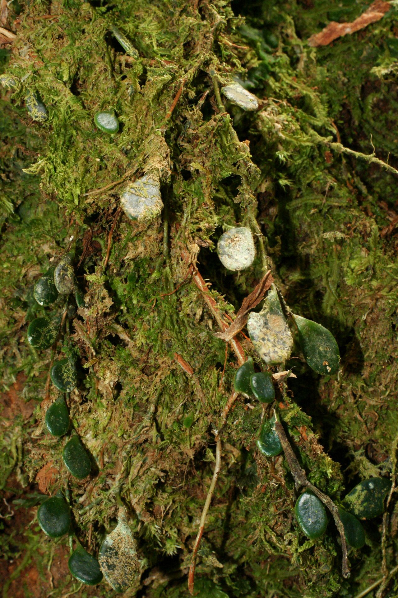 Elaphoglossum marojejyense — houseplant care guide