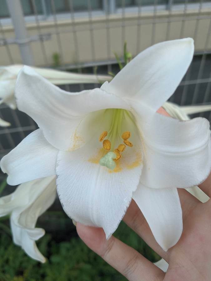 Lilium formosanum flower