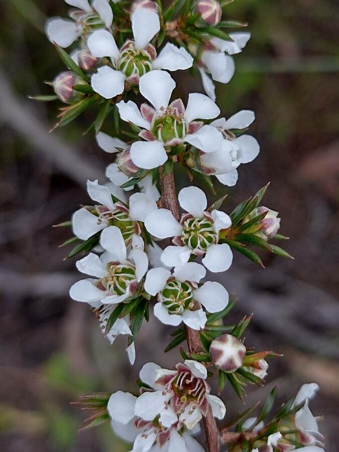 Leptospermum arachnoides