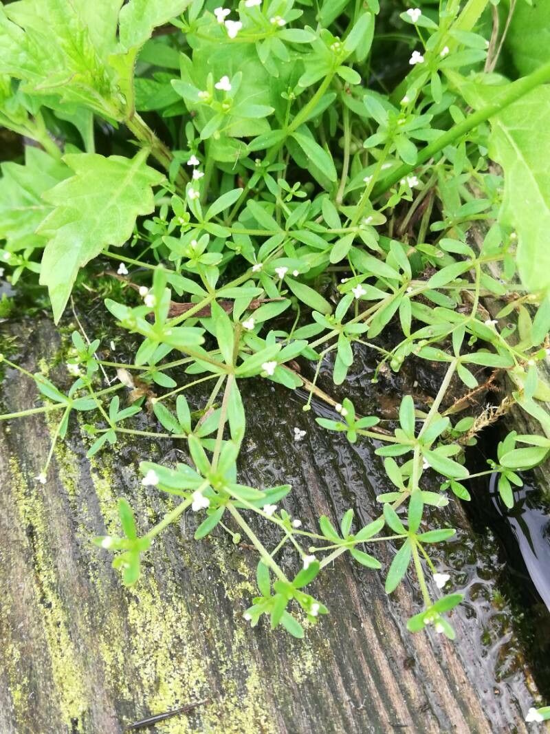 Galium trifidum flower