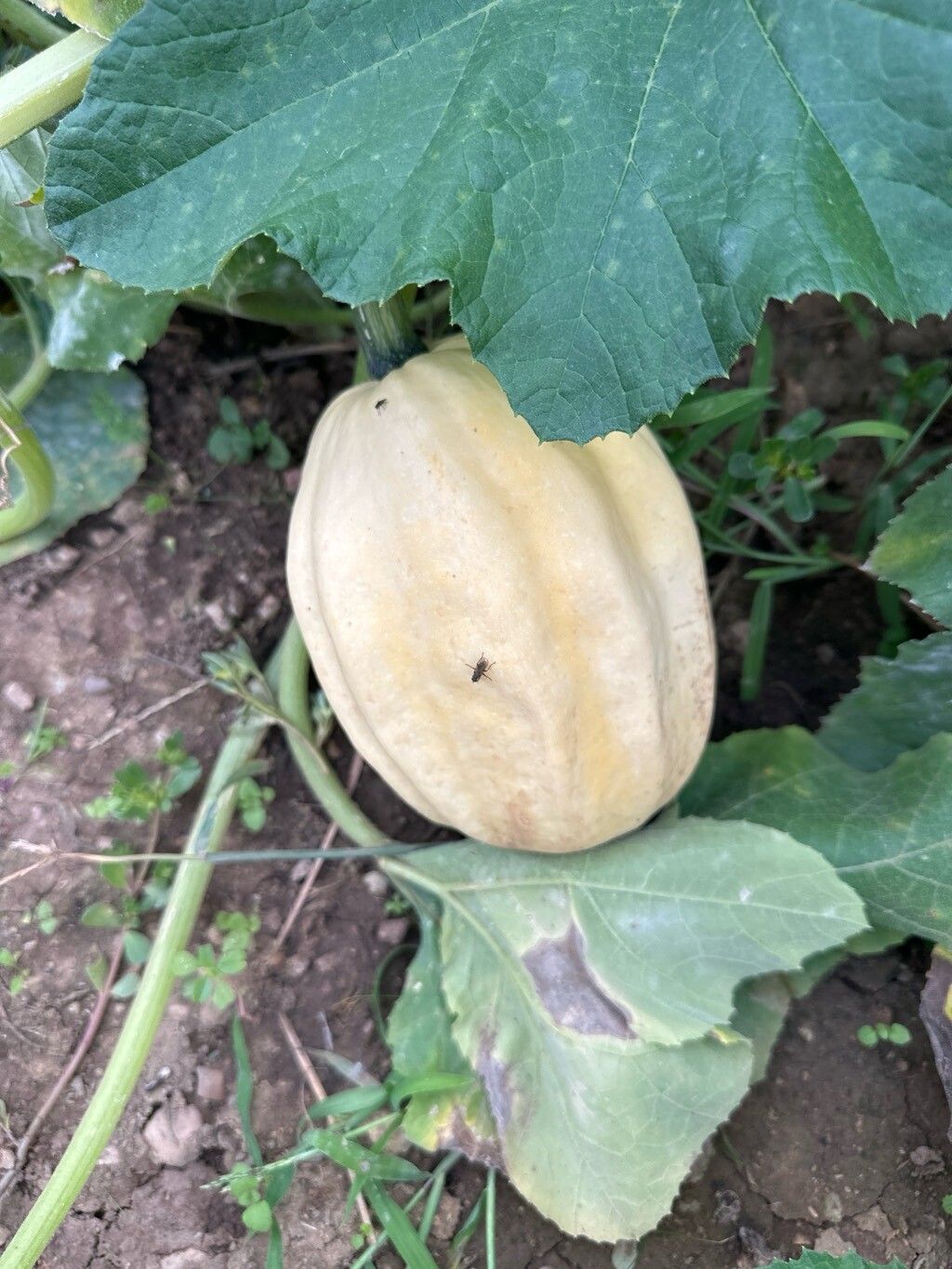 Cyperus reflexus fruit