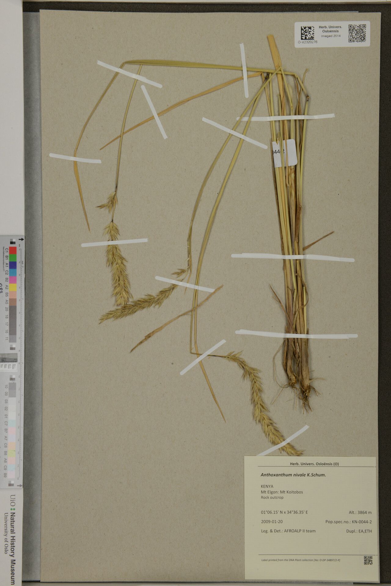 Anthoxanthum nivale — search result for 'Anthoxanthum'