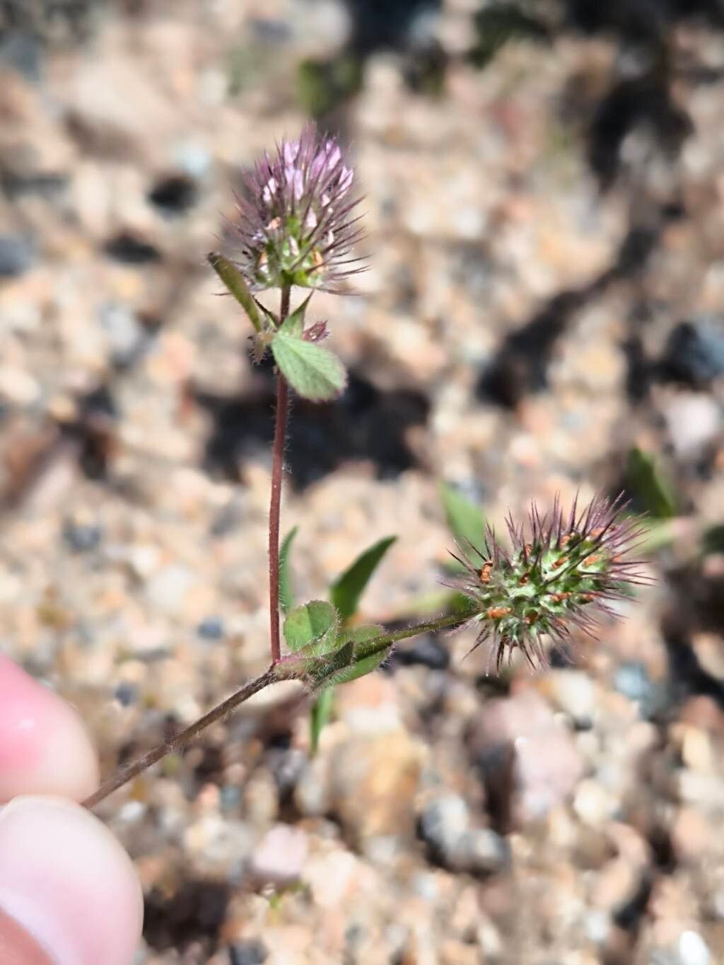 Trifolium ligusticum flower