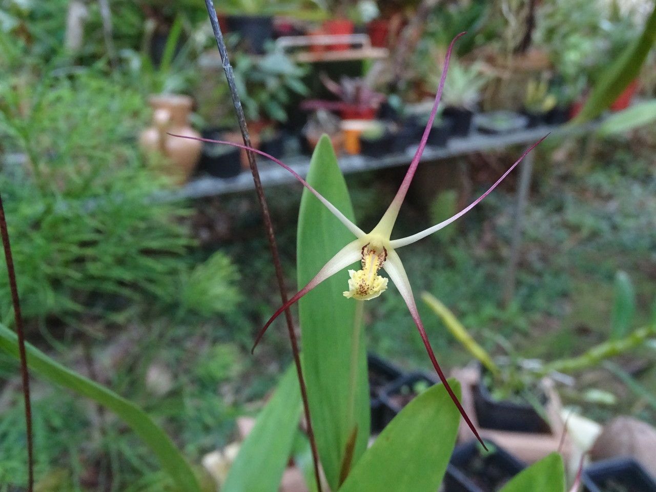 Dendrobium begaudii habit
