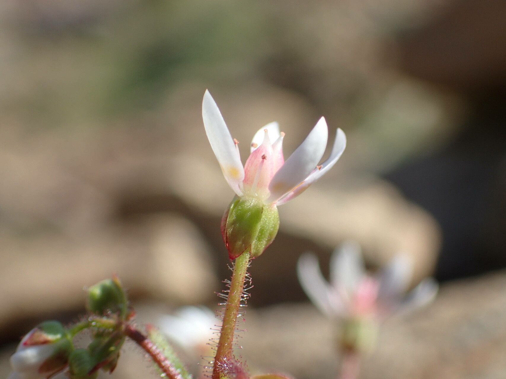 Micranthes clusii flower
