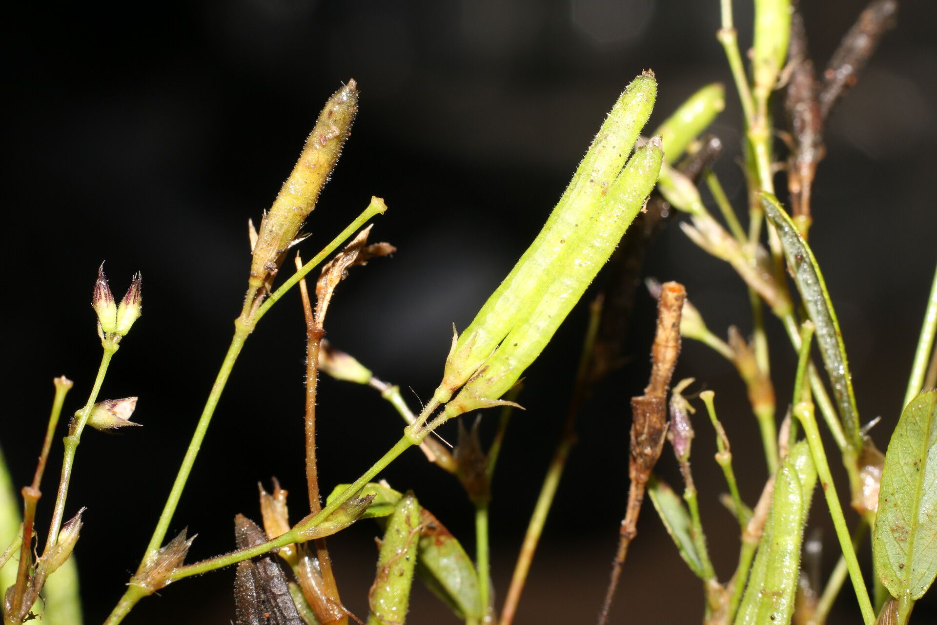 Sida cuspidata fruit
