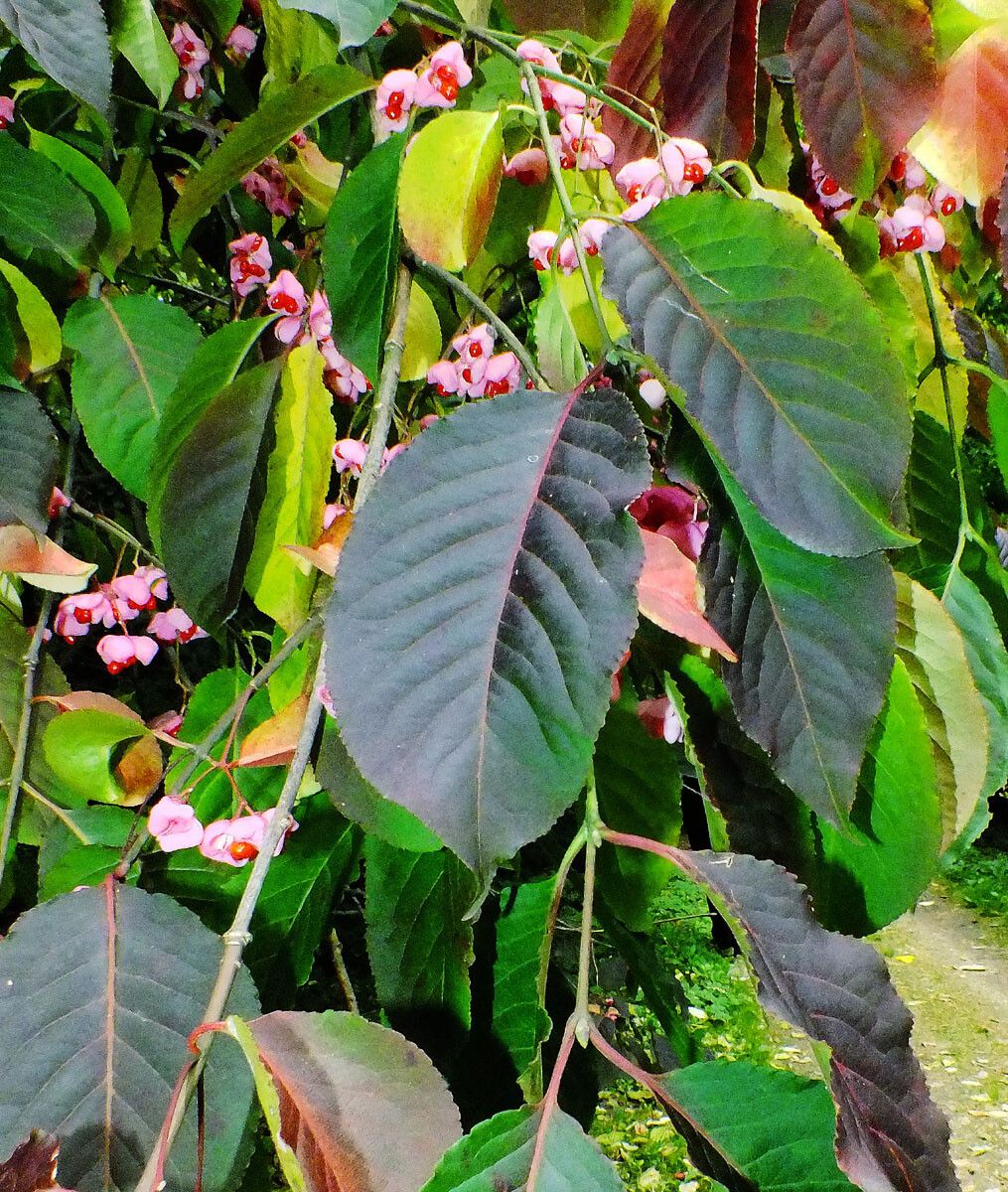 Euonymus hamiltonianus leaf