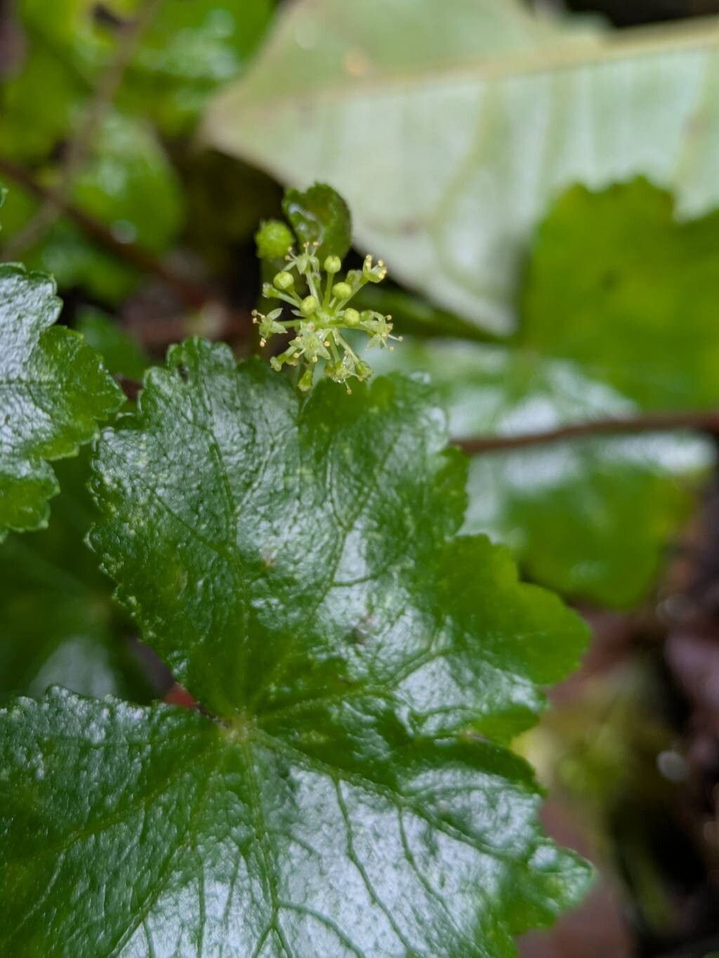 Hydrocotyle grossulariifolia — search result for 'Hydrocotyle'