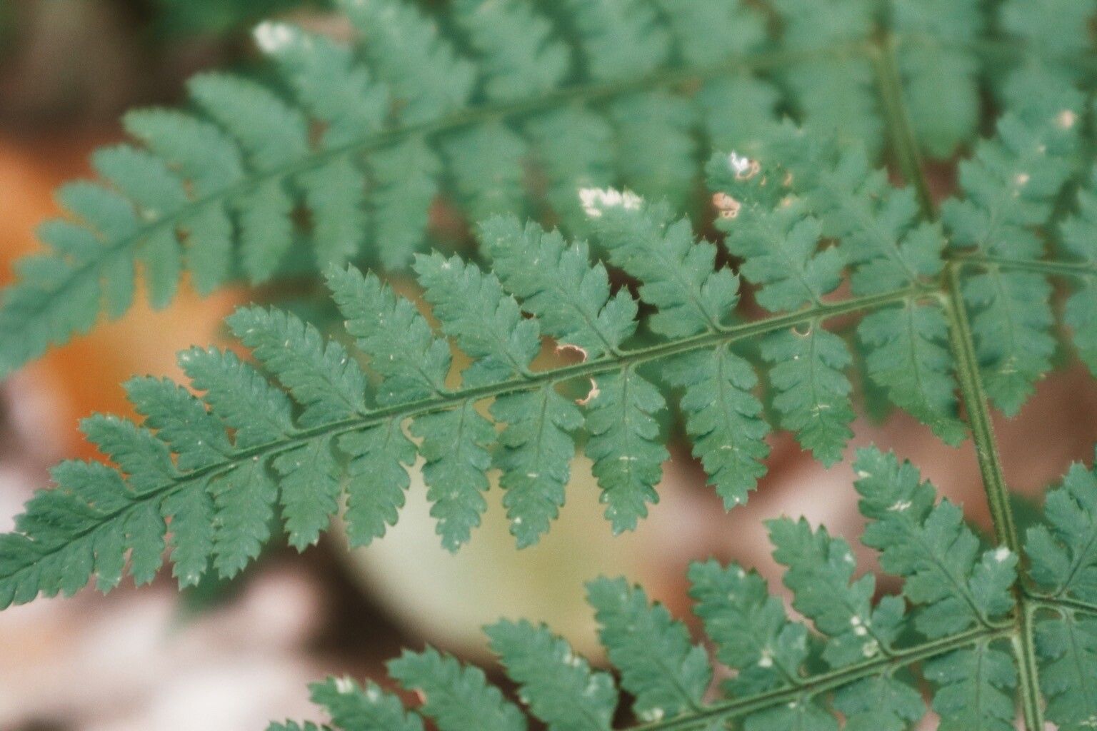 Dryopteris intermedia leaf