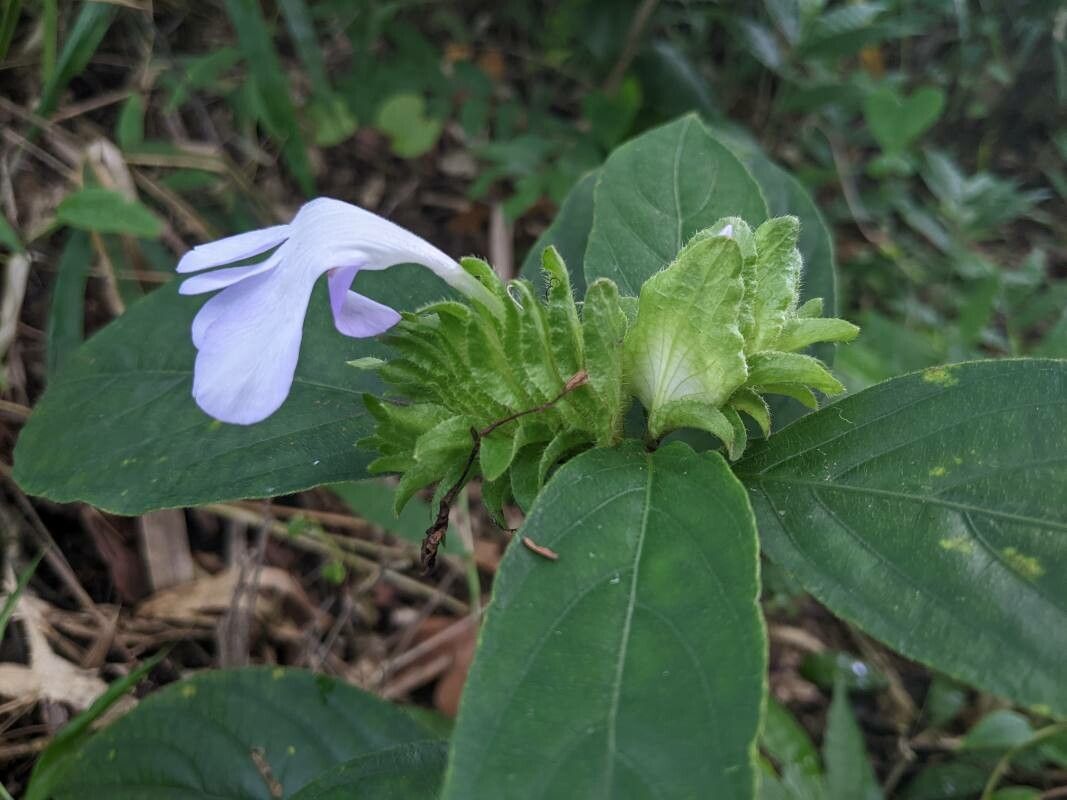 Barleria strigosa flower