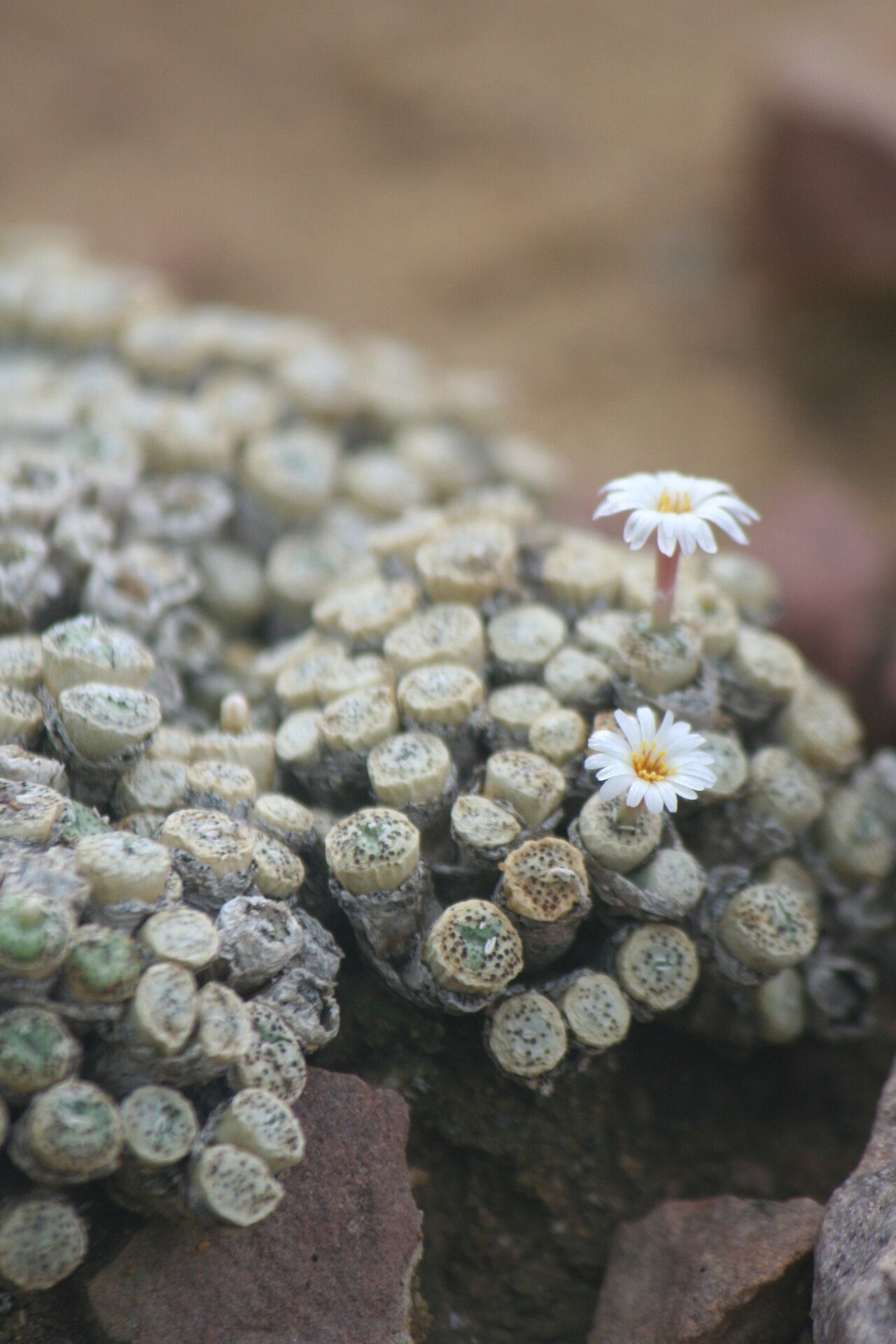 Conophytum fraternum — houseplant care guide