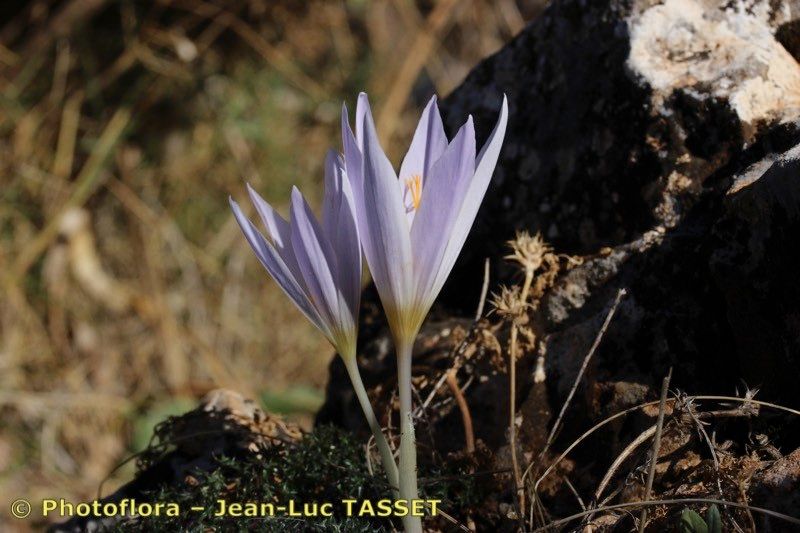 Crocus salzmannii habit