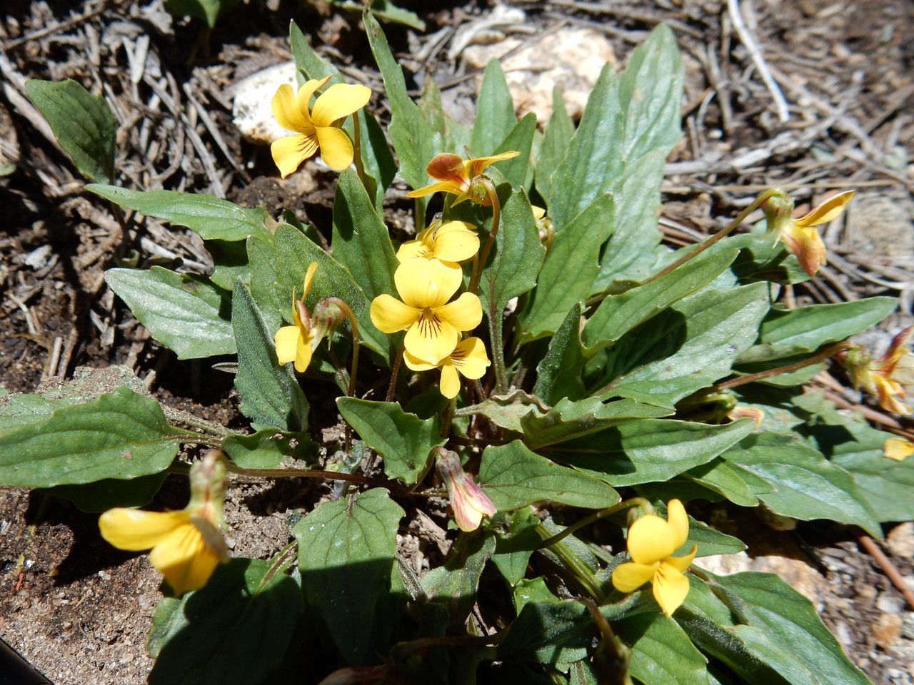 Viola pinetorum habit