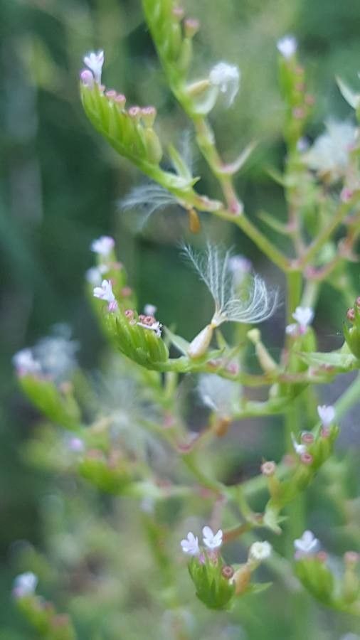 Centranthus calcitrapae fruit