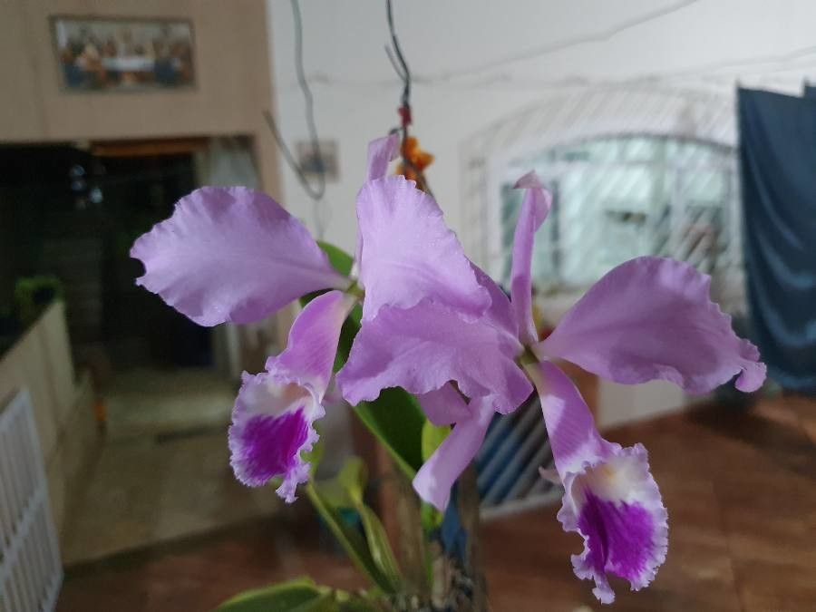 Cattleya warneri flower