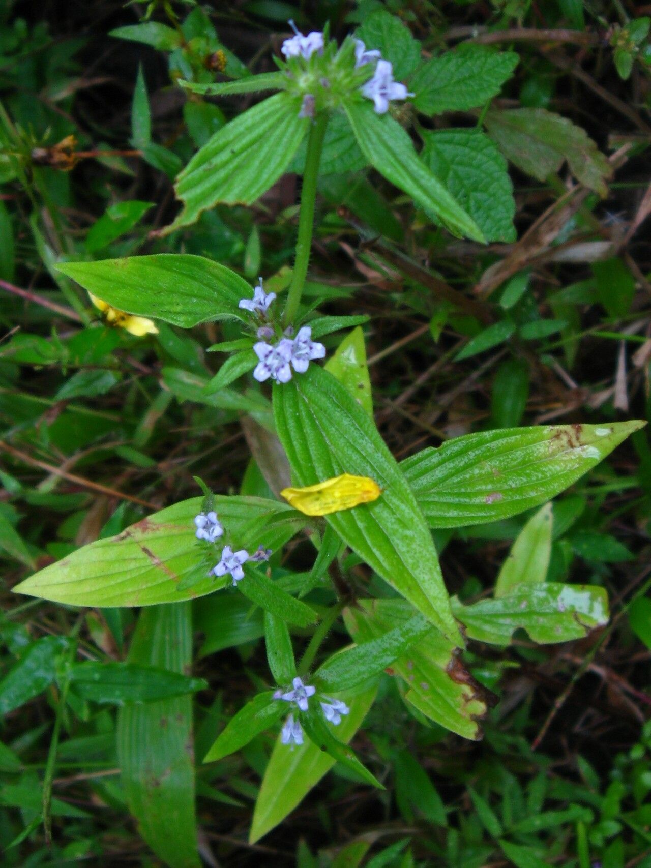 Spermacoce ruelliae habit