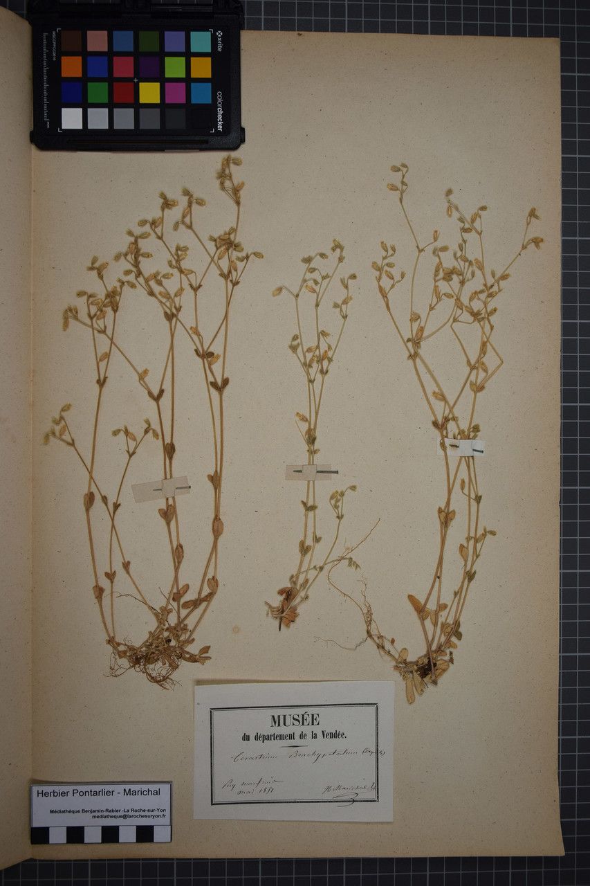 Cerastium brachypetalum other