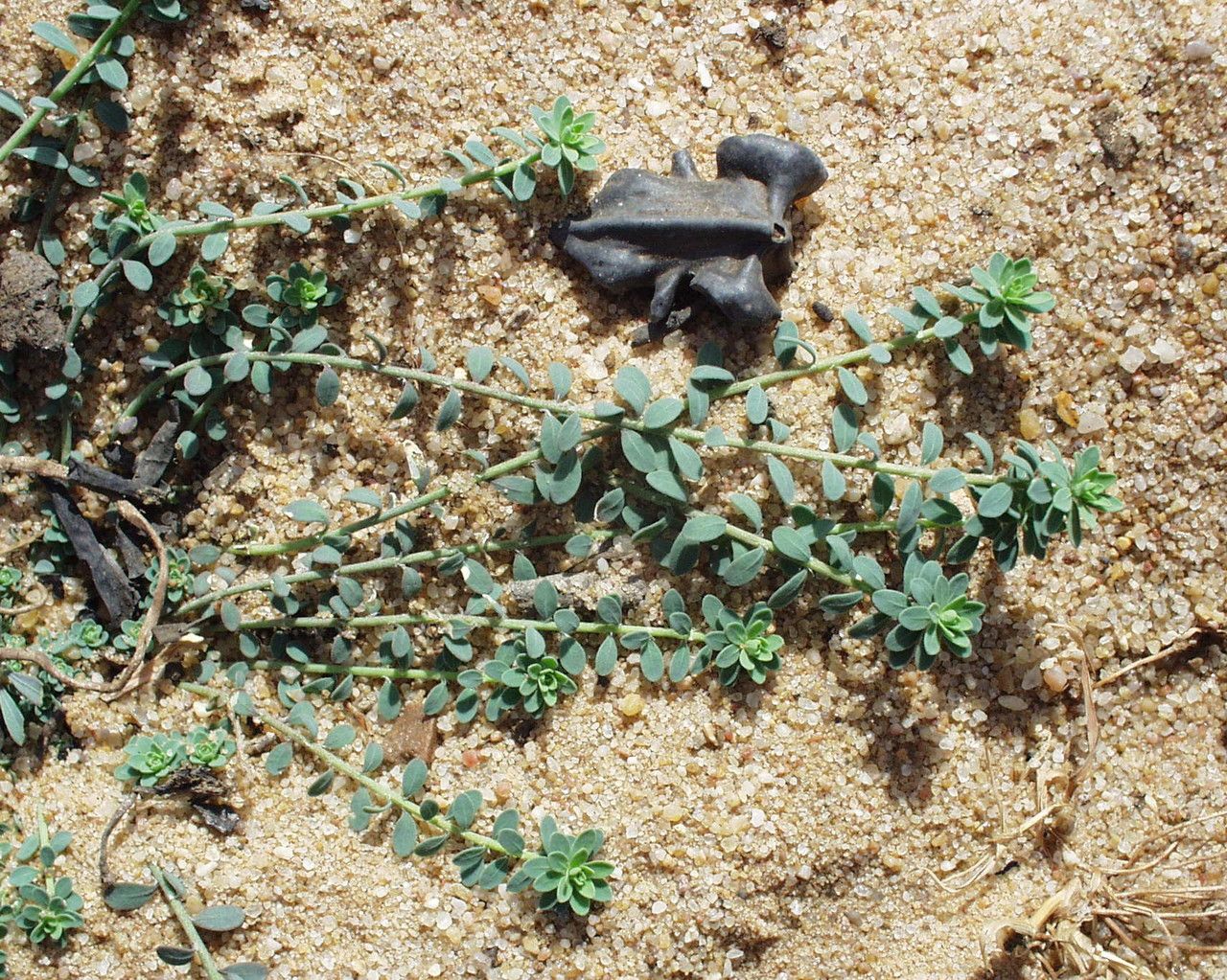 Corrigiola litoralis habit
