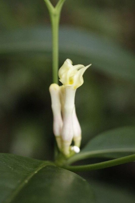 Bonafousia disticha flower