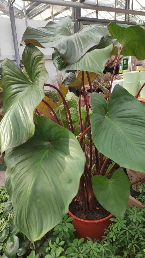 Homalomena rubescens habit