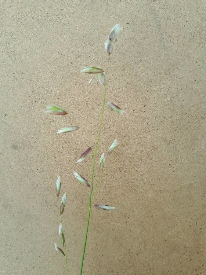Melica stricta flower