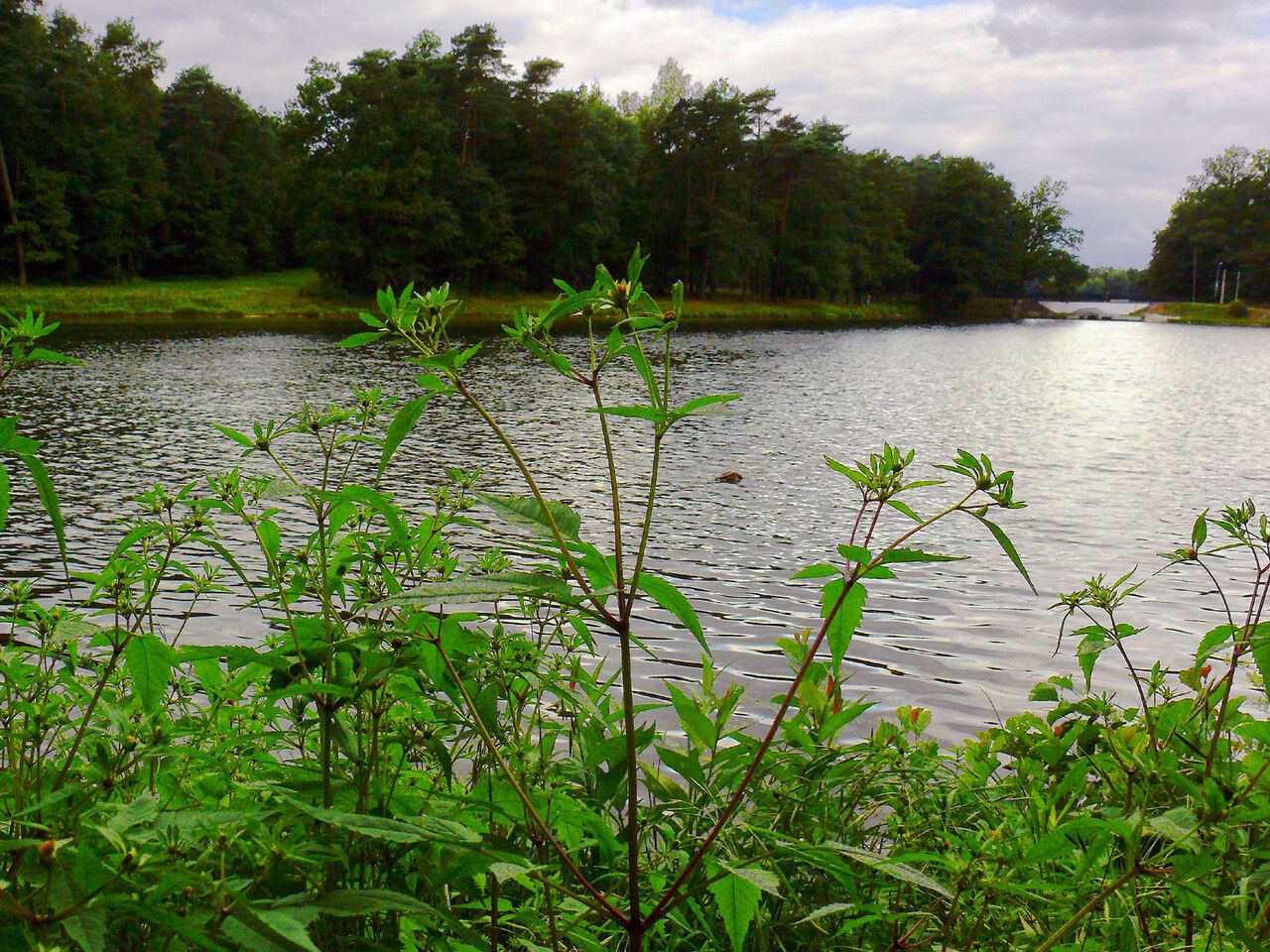 Bidens connata — search result for 'Bidens'