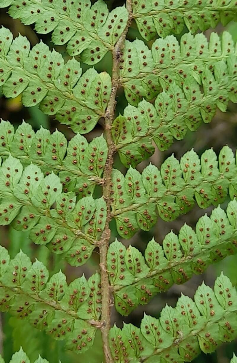 Polystichum platyphyllum fruit