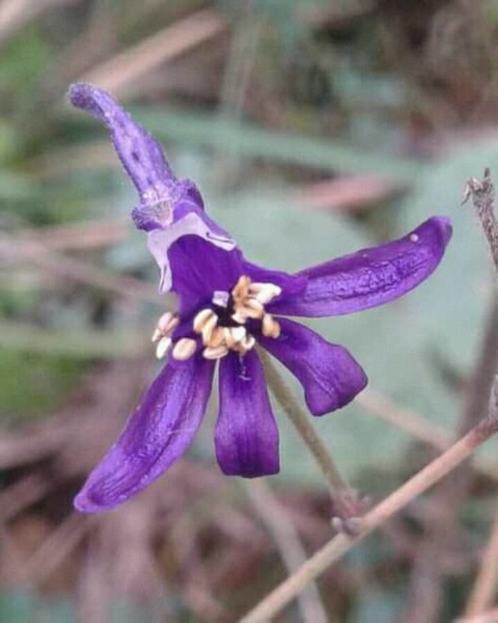 Delphinium nuttallianum flower