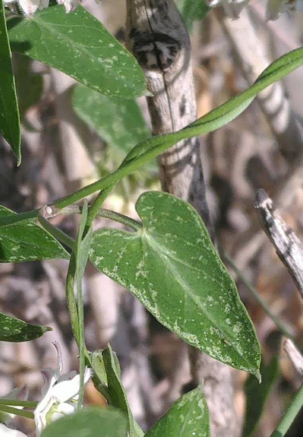 Funastrum cynanchoides — houseplant care guide