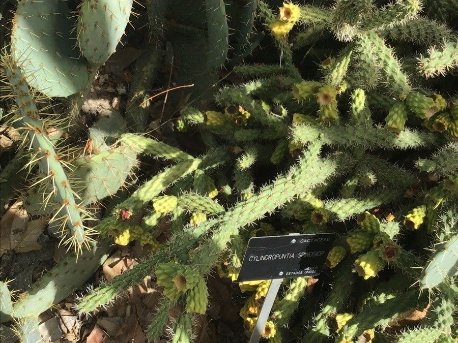 Cylindropuntia spinosior leaf