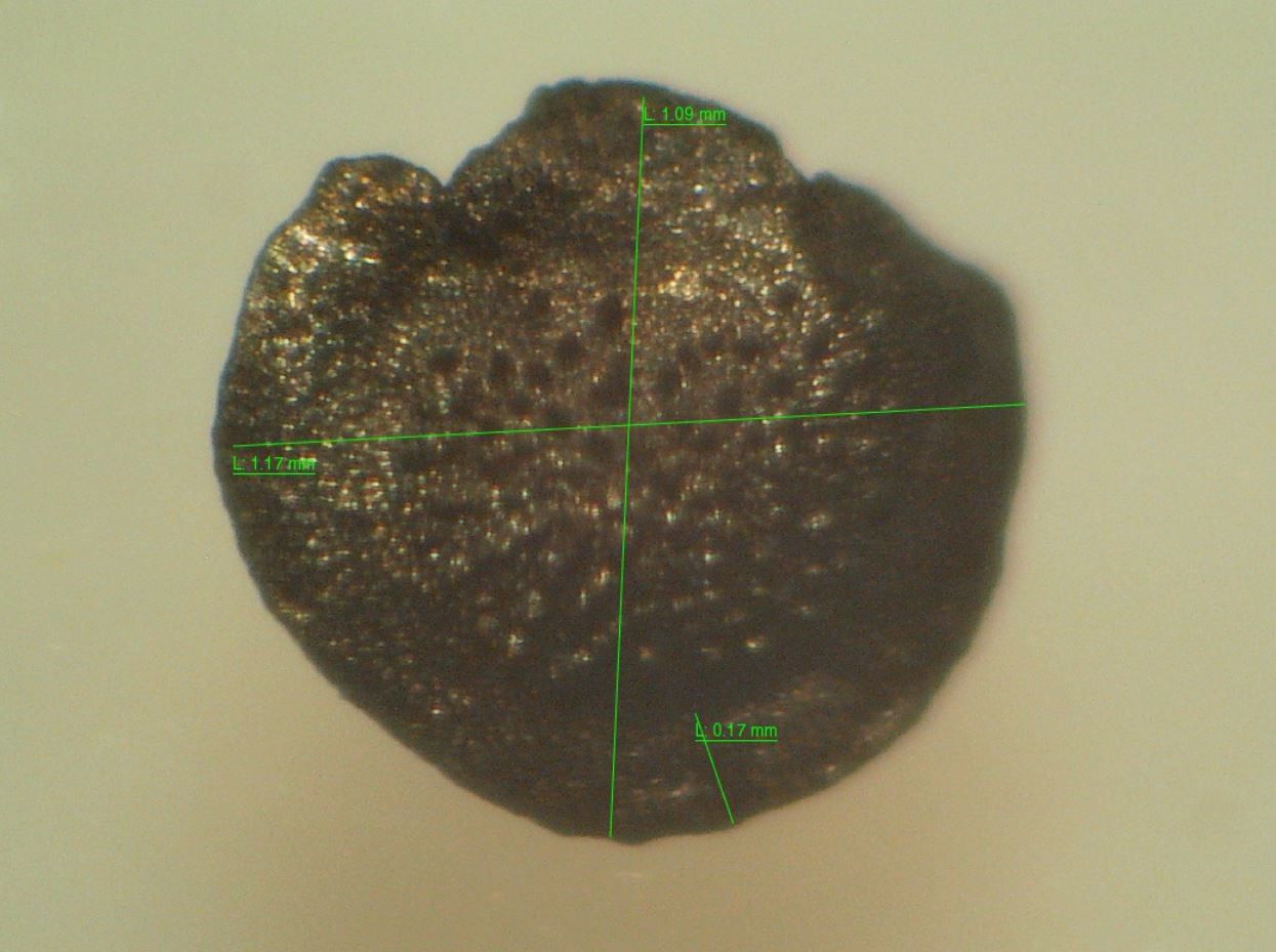 Linaria saxatilis habit