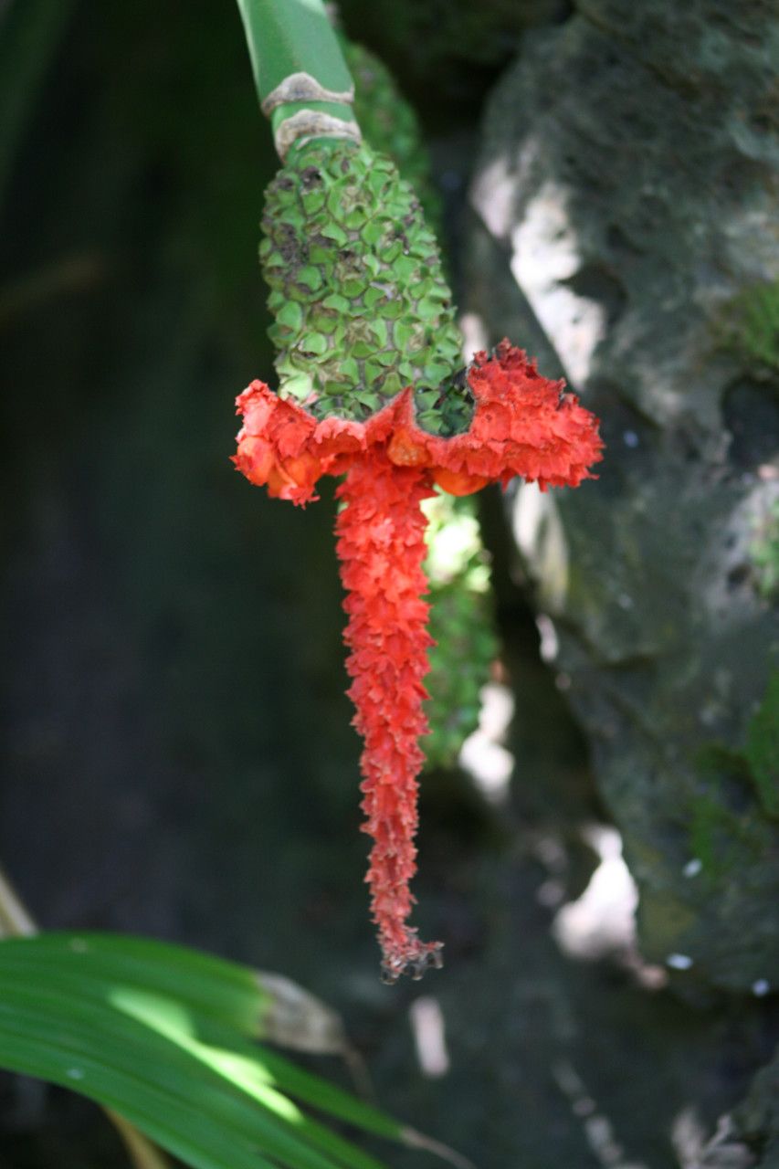Carludovica palmata fruit
