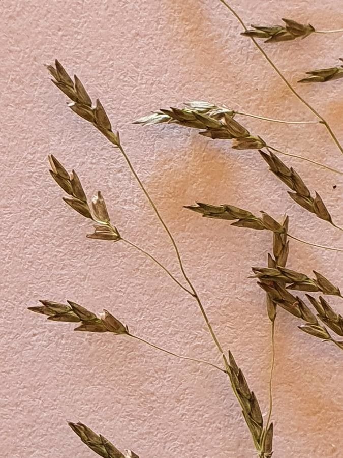 Eragrostis tenuifolia fruit