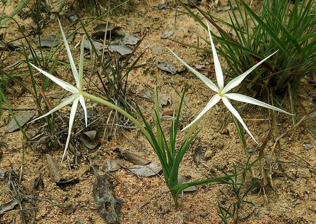 Lapeirousia odoratissima — related species from the same genus