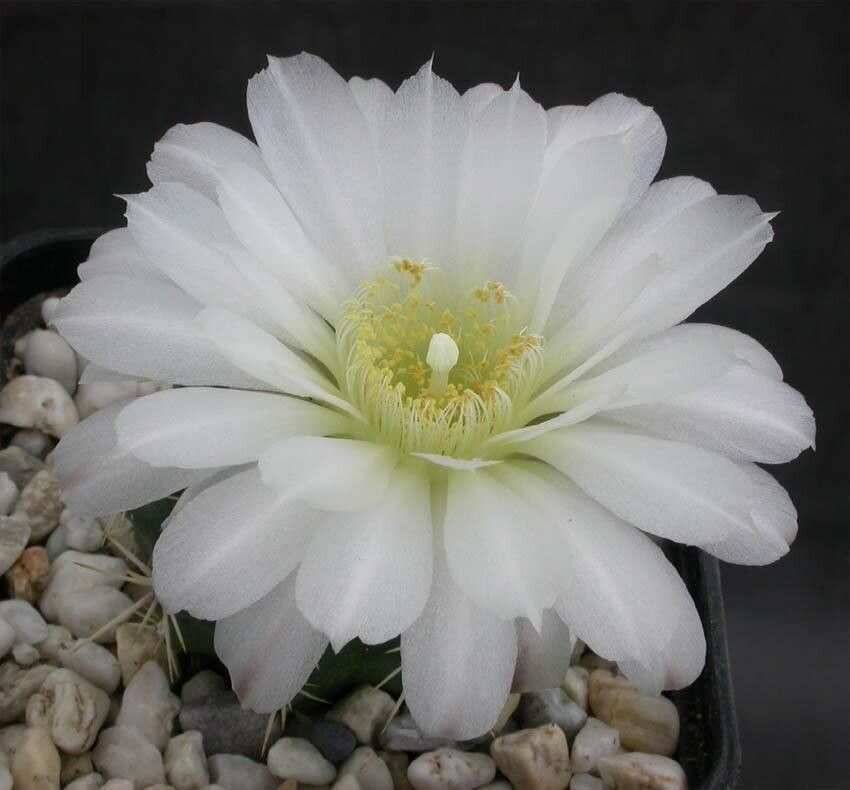 Gymnocalycium reductum flower