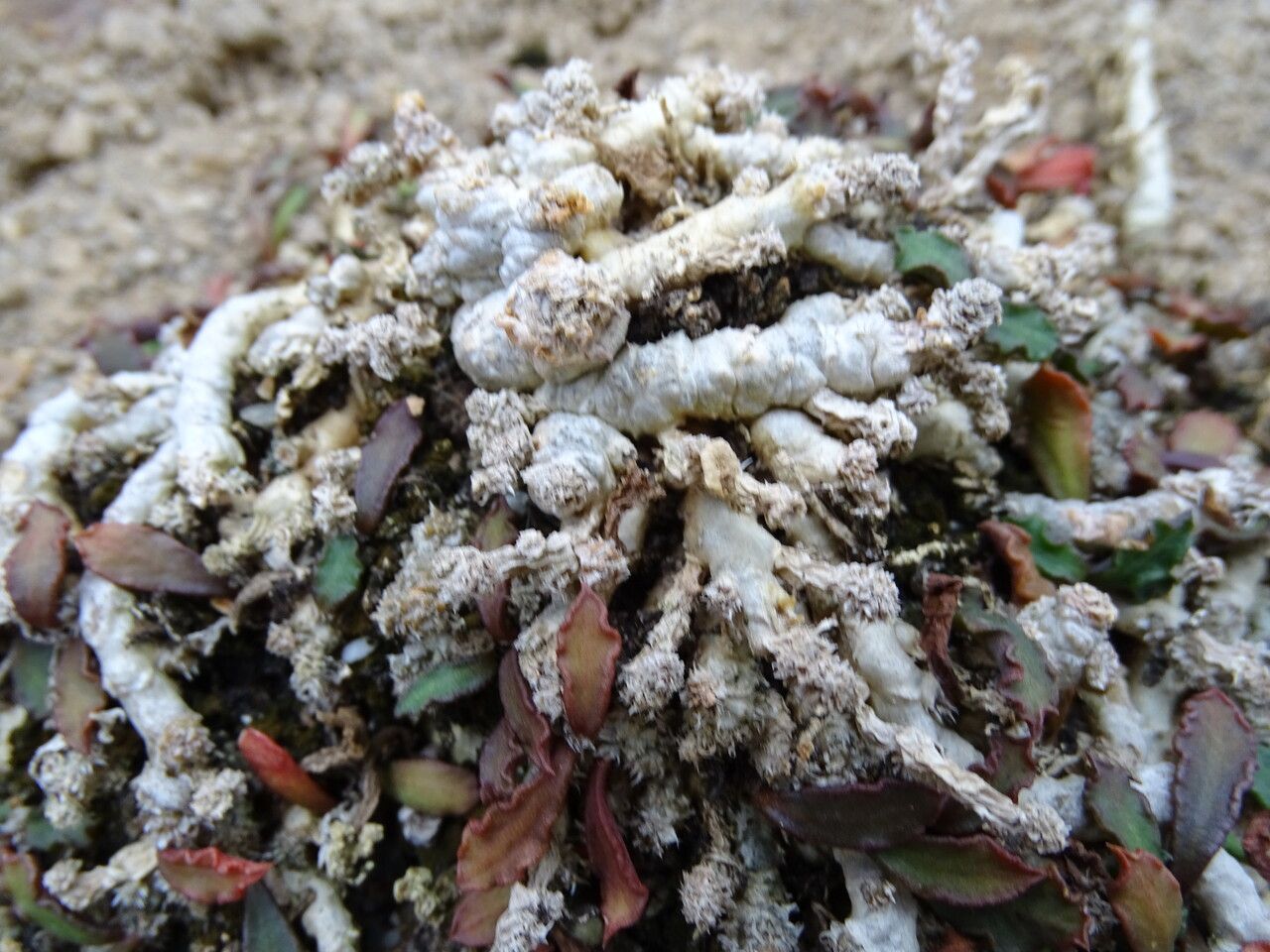 Euphorbia decaryi bark