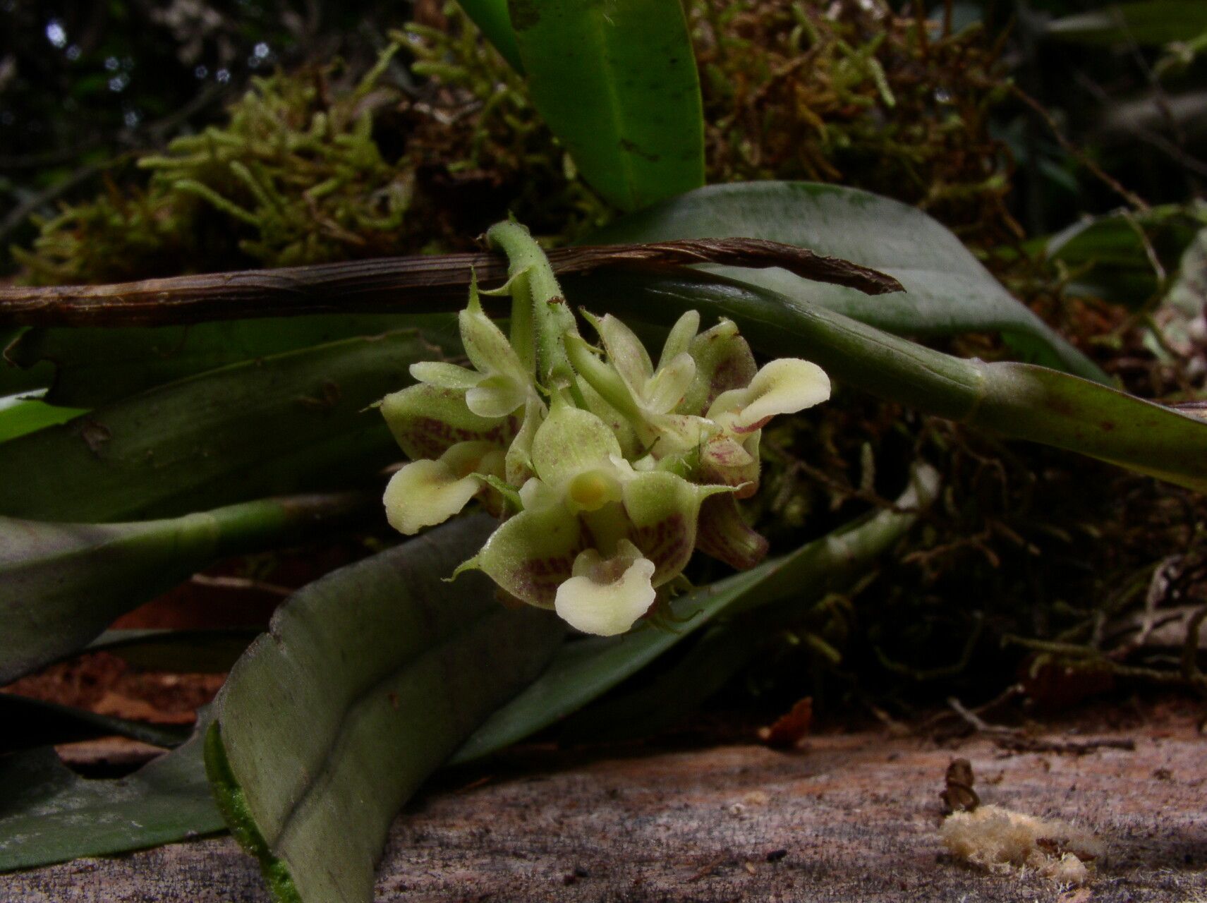 Polystachya carnosa flower