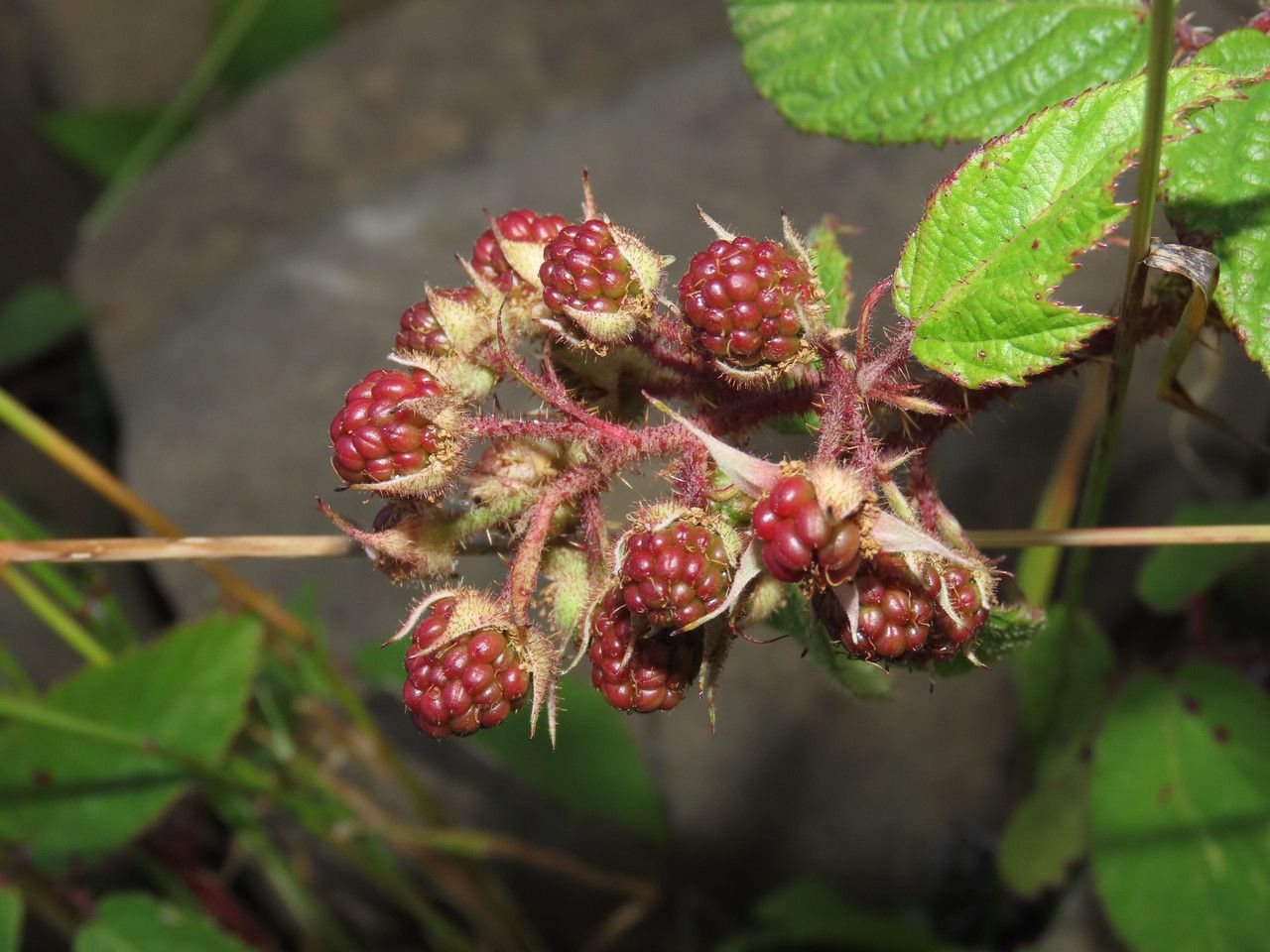 Rubus hirtus fruit